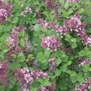 Syringa Bloomerang Dwarf Purple, Lilac Bloomerang Dwarf Purple, Bicolor Lilac, Purple lilac, Fragrant Lilac, Syringa x 'SMNJRPU'