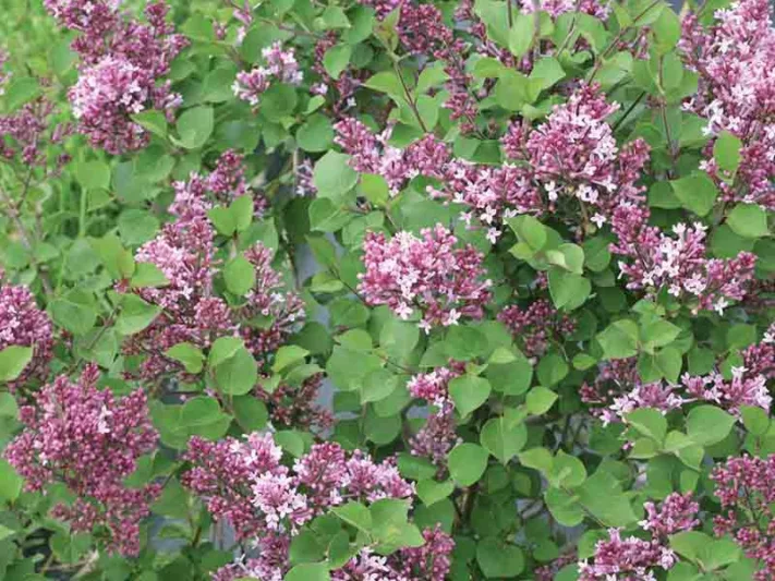 Syringa Bloomerang Dwarf Purple, Lilac Bloomerang Dwarf Purple, Bicolor Lilac, Purple lilac, Fragrant Lilac, Syringa x 'SMNJRPU'