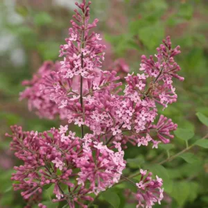 Syringa Bloomerang Pink Perfume, Lilac Bloomerang Pink Perfume, Bicolor Lilac, Pink lilac, Fragrant Lilac, Syringa x SMSJBP7