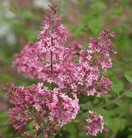 Syringa Bloomerang Pink Perfume, Lilac Bloomerang Pink Perfume, Bicolor Lilac, Pink lilac, Fragrant Lilac, Syringa x SMSJBP7