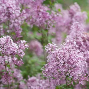 Syringa Bloomerang Purple, Lilac Bloomerang Purple, Bicolor Lilac, Purple lilac, Fragrant Lilac, Syringa x 'Penda'