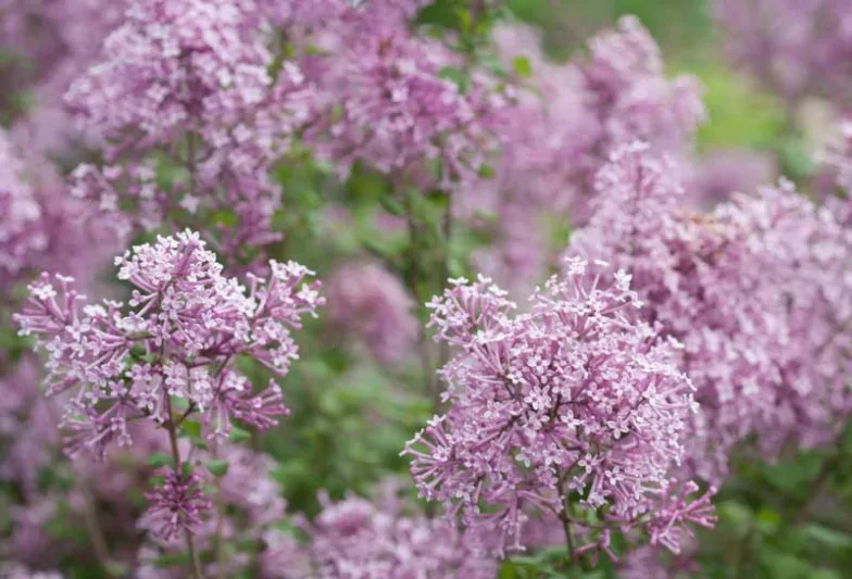 Syringa Bloomerang Purple, Lilac Bloomerang Purple, Bicolor Lilac, Purple lilac, Fragrant Lilac, Syringa x 'Penda'
