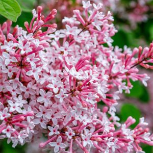 Syringa Josee, Lilac 'Josee', Syringa 'Morjos 060f', Syringa vulgaris 'Josee' , Bicolor Lilac, Pink lilac, Fragrant Lilac