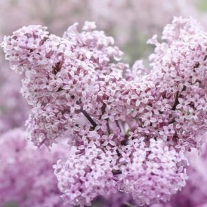 Syringa Meyeri 'Palibin', Lilac 'Palibin', Meyer Lilac 'Palibin', Dwarf Korean Lilac, Pink Lilac, Purple lilac