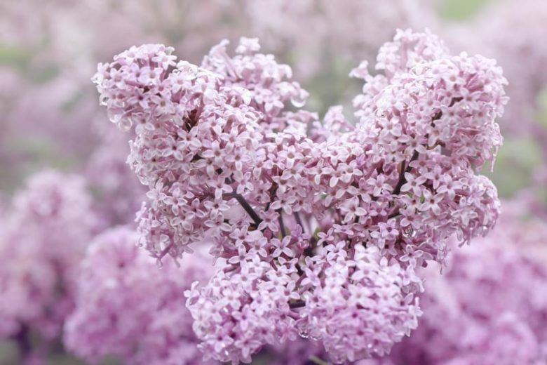 Syringa Meyeri 'Palibin', Lilac 'Palibin', Meyer Lilac 'Palibin', Dwarf Korean Lilac, Pink Lilac, Purple lilac