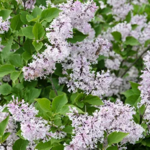 Syringa Pubescens Subsp. Patula 'Miss Kim', Lilac 'Miss Kim', Syringa Patula (Palibin) Nakai 'Miss Kim', Syringa Patula 'Miss Kim', Manchurian Lilac 'Miss Kim'