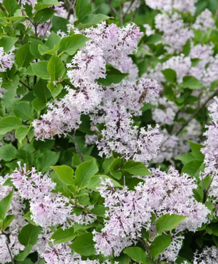Syringa Pubescens Subsp. Patula 'Miss Kim', Lilac 'Miss Kim', Syringa Patula (Palibin) Nakai 'Miss Kim', Syringa Patula 'Miss Kim', Manchurian Lilac 'Miss Kim'