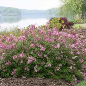 Syringa vulgaris Scent and Sensibility™ Pink,Syringa Scent and Sensibility™ Pink, Lilac Scent and Sensibility™, Bicolor Lilac, Pink lilac, Fragrant Lilac