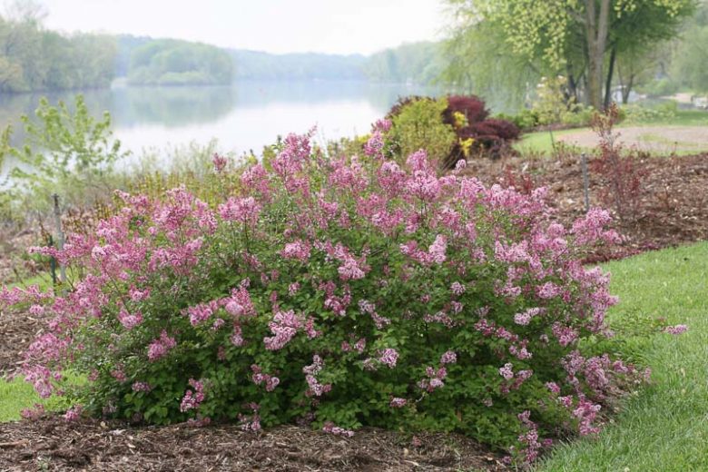 Syringa vulgaris Scent and Sensibility™ Pink,Syringa Scent and Sensibility™ Pink, Lilac Scent and Sensibility™, Bicolor Lilac, Pink lilac, Fragrant Lilac