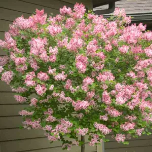Syringa Tinkerbelle, Lilac Tinkerbelle®, Syringa 'Bailbelle', Pink Lilac, Purple lilac