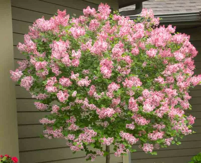 Syringa Tinkerbelle, Lilac Tinkerbelle®, Syringa 'Bailbelle', Pink Lilac, Purple lilac