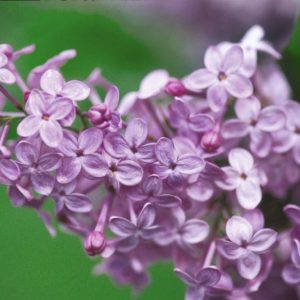 Syringa x hyacinthiflora 'Asessippi', Syringa 'Asessippi', Early Flowering Lilac 'Asessippi', Early Hybrid Lilac 'Asessippi', Lavender lilac, Fragrant Lilac, Lavender Flowers, Fragrant Shrub, Fragrant Tree
