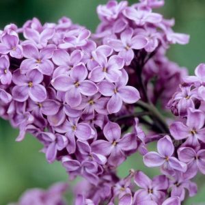 Syringa x hyacinthiflora 'Declaration', Syringa 'Declaration', Early Flowering Lilac 'Declaration', Early Hybrid Lilac 'Declaration', Purple lilac, Fragrant Lilac, Purple Flowers, Fragrant Shrub, Fragrant Tree