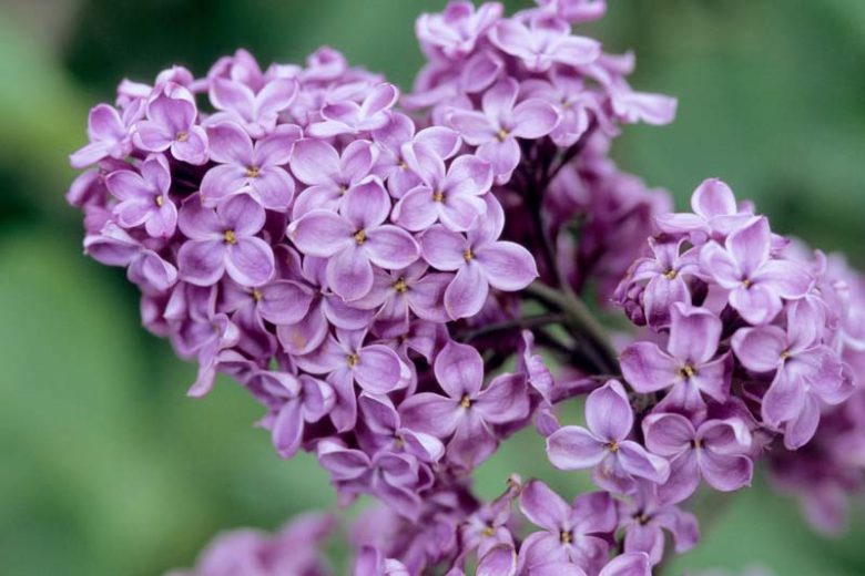 Syringa x hyacinthiflora 'Declaration', Syringa 'Declaration', Early Flowering Lilac 'Declaration', Early Hybrid Lilac 'Declaration', Purple lilac, Fragrant Lilac, Purple Flowers, Fragrant Shrub, Fragrant Tree