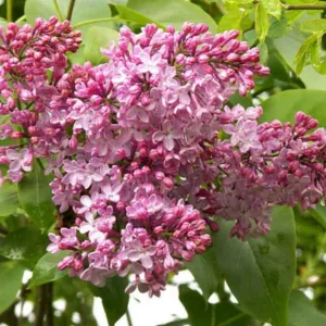 Syringa x hyacinthiflora 'Maiden's Blush', Syringa 'Maiden's Blush', Early Flowering Lilac 'Maiden's Blush', Early Hybrid Lilac 'Maiden's Blush', Pink lilac, Fragrant Lilac, Pink Flowers, Fragrant Shrub, Fragrant Tree