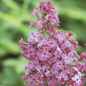 Syringa x hyacinthiflora 'Pocahontas', Syringa 'Pocahontas', Early Flowering Lilac 'Pocahontas', Early Hybrid Lilac 'Pocahontas', Purple lilac, Fragrant Lilac, Purple Flowers, Fragrant Shrub, Fragrant Tree