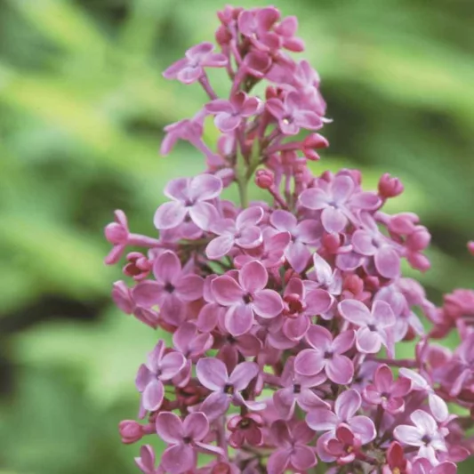 Syringa x hyacinthiflora 'Pocahontas', Syringa 'Pocahontas', Early Flowering Lilac 'Pocahontas', Early Hybrid Lilac 'Pocahontas', Purple lilac, Fragrant Lilac, Purple Flowers, Fragrant Shrub, Fragrant Tree