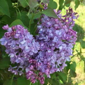 Syringa x hyacinthiflora Scentara® Double Blue, Syringa Scentara® Double Blue, Early Flowering Lilac Scentara® Double Blue, Early Hybrid Lilac Scentara® Double Blue, Blue lilac, Fragrant Lilac, Blue Flowers, Fragrant Shrub, Fragrant Tree