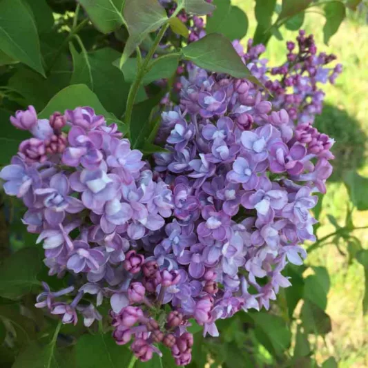 Syringa x hyacinthiflora Scentara® Double Blue, Syringa Scentara® Double Blue, Early Flowering Lilac Scentara® Double Blue, Early Hybrid Lilac Scentara® Double Blue, Blue lilac, Fragrant Lilac, Blue Flowers, Fragrant Shrub, Fragrant Tree