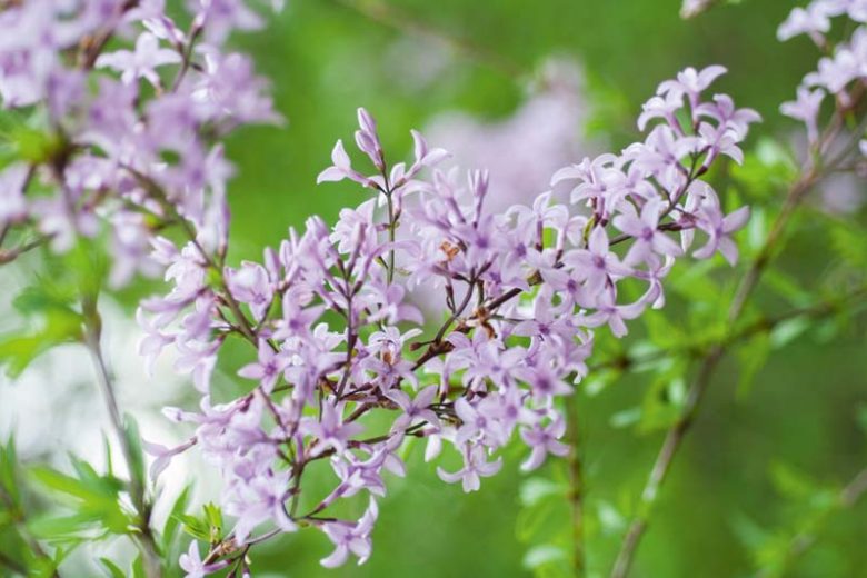 Syringa x laciniata', Cutleaf Lilac, Feathered Persian Lilac, Fragrant Lilac, Purple Flowers, Fragrant Shrub, Fragrant Tree, Purple Lilac