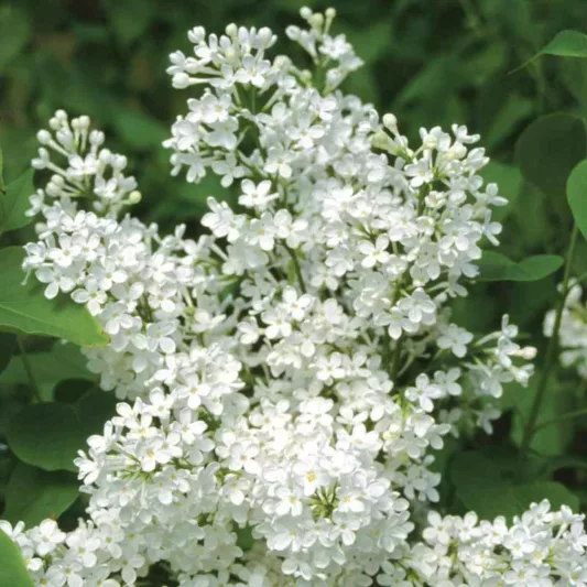 Syringa x oblata 'Betsy Ross', Syringa 'Betsy Ross', Lilac 'Betsy Ross', White lilac, Fragrant Lilac, White Flowers, Fragrant Shrub, Fragrant Tree