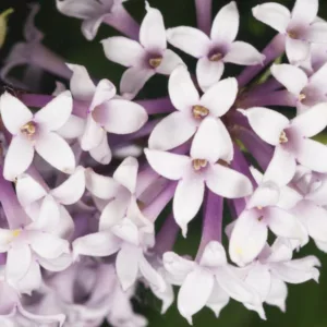 Syringa x persica', Persian Lilac, Fragrant Lilac, Purple Flowers, Fragrant Shrub, Fragrant Tree, Purple Lilac