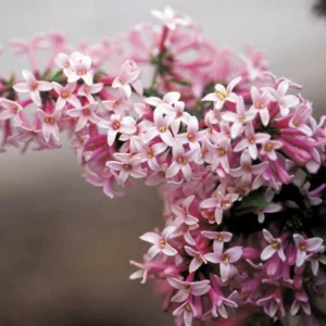 Syringa x prestoniae 'Miss Canada', Preston Lilac 'Miss Canada', Syringa 'Miss Canada', Pink lilac, Fragrant Lilac, Pink Flowers, Fragrant Shrub, Fragrant Tree