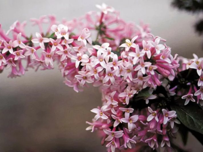 Syringa x prestoniae 'Miss Canada', Preston Lilac 'Miss Canada', Syringa 'Miss Canada', Pink lilac, Fragrant Lilac, Pink Flowers, Fragrant Shrub, Fragrant Tree