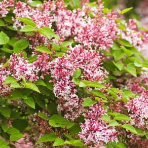 Syringa pubescens subsp. microphylla 'Superba', Very Little Leaf Lilac 'Superba', Lilac 'Superba', Syringa microphylla 'Superba', Fragrant Shrub, Pink Lilac, Pink Flowers