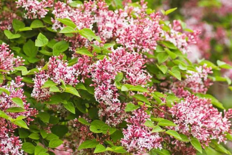 Syringa pubescens subsp. microphylla 'Superba', Very Little Leaf Lilac 'Superba', Lilac 'Superba', Syringa microphylla 'Superba', Fragrant Shrub, Pink Lilac, Pink Flowers
