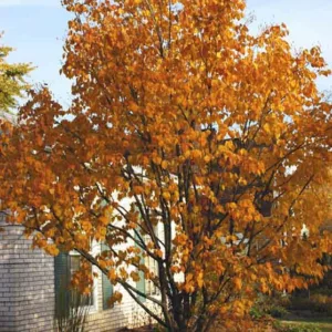 Syringa reticulata subsp. pekinensis 'Beijing Gold',Pekin Lilac 'Beijing Gold', Chinese Tree Lilac 'Beijing Gold', Syringa pekinensis 'Beijing Gold', Pekin Lilac 'Zhang Zhiming', Chinese Tree Lilac 'Zhang Zhiming', Syringa pekinensis 'Zhang Zhiming', Yellow lilac, Fragrant Lilac,
