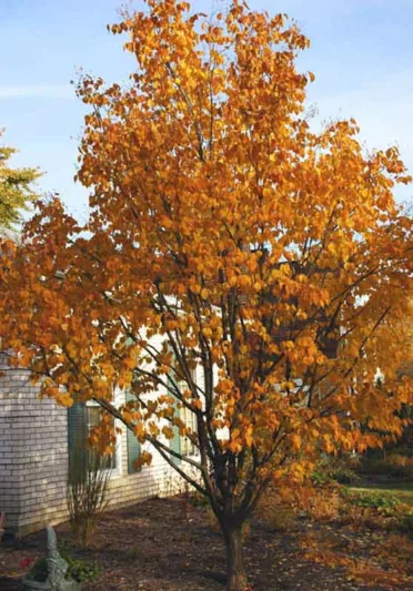 Syringa reticulata subsp. pekinensis 'Beijing Gold',Pekin Lilac 'Beijing Gold', Chinese Tree Lilac 'Beijing Gold', Syringa pekinensis 'Beijing Gold', Pekin Lilac 'Zhang Zhiming', Chinese Tree Lilac 'Zhang Zhiming', Syringa pekinensis 'Zhang Zhiming', Yellow lilac, Fragrant Lilac,