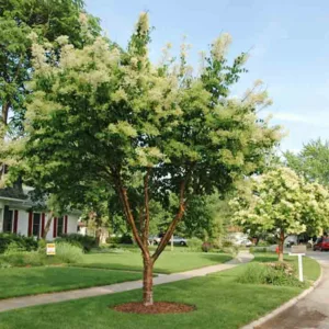 Syringa reticulata subsp. pekinensis 'China Snow',Pekin Lilac 'China Snow', Chinese Tree Lilac 'China Snow', Syringa pekinensis 'China Snow', Pekin Lilac 'Morton', Chinese Tree Lilac 'Morton', Syringa pekinensis 'Morton', Yellow lilac, Fragrant Lilac, Yellow Flowers, Fragrant Tree