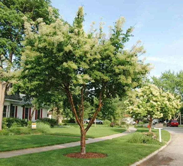 Syringa reticulata subsp. pekinensis 'China Snow',Pekin Lilac 'China Snow', Chinese Tree Lilac 'China Snow', Syringa pekinensis 'China Snow', Pekin Lilac 'Morton', Chinese Tree Lilac 'Morton', Syringa pekinensis 'Morton', Yellow lilac, Fragrant Lilac, Yellow Flowers, Fragrant Tree