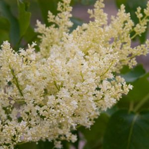 Syringa reticulata subsp. reticulata 'Snowdance',  Japanese Tree Lilac 'Snowdance', Syringa reticulata subsp. reticulata 'Bailnce', Lilac Tree, Yellow Flowers, White Flowers, Fragrant Lilac
