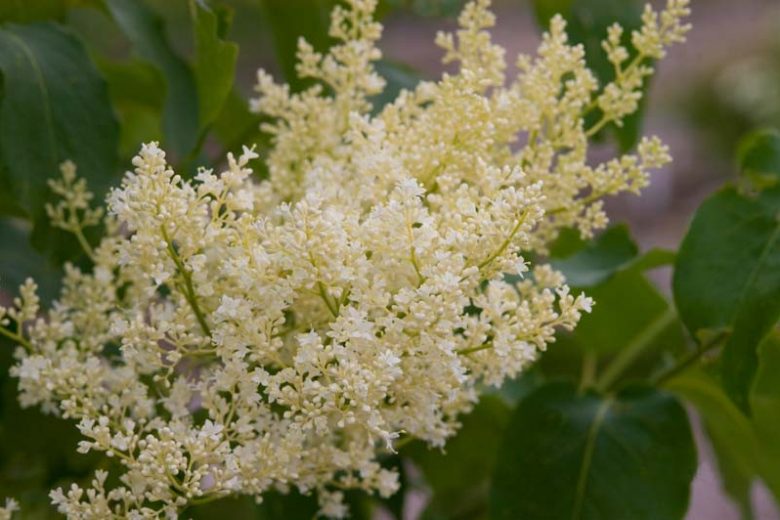 Syringa reticulata subsp. reticulata 'Snowdance',  Japanese Tree Lilac 'Snowdance', Syringa reticulata subsp. reticulata 'Bailnce', Lilac Tree, Yellow Flowers, White Flowers, Fragrant Lilac