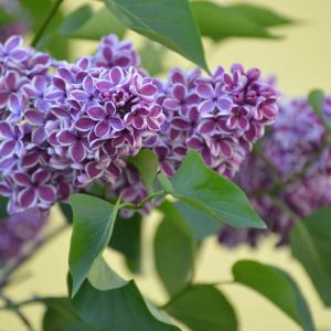 Syringa vulgaris 'Sensation',Syringa 'Sensation', Lilac 'Sensation', Bicolor Lilac, Purple lilac, Fragrant Lilac