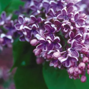 Syringa vulgaris 'Albert F. Holden',Syringa 'Albert F. Holden', Lilac 'Albert F. Holden', Purple lilac, Fragrant Lilac, Purpler Flowers, Fragrant Shrub, Fragrant Tree