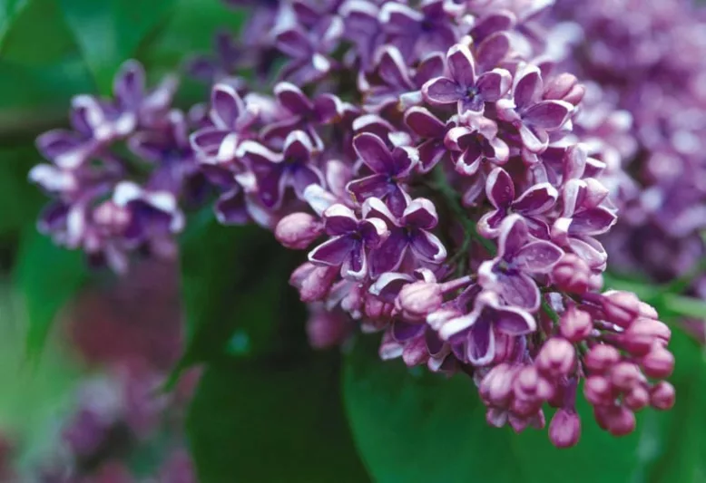 Syringa vulgaris 'Albert F. Holden',Syringa 'Albert F. Holden', Lilac 'Albert F. Holden', Purple lilac, Fragrant Lilac, Purpler Flowers, Fragrant Shrub, Fragrant Tree