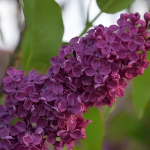 Syringa vulgaris 'Andenken an Ludwig Spath',Syringa 'Andenken an Ludwig Spath', Lilac 'Andenken an Ludwig Spath', Purple lilac, Fragrant Lilac, Purple Flowers, Fragrant Shrub, Fragrant Tree