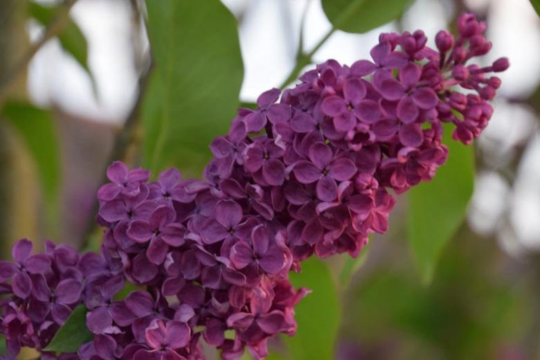 Syringa vulgaris 'Andenken an Ludwig Spath',Syringa 'Andenken an Ludwig Spath', Lilac 'Andenken an Ludwig Spath', Purple lilac, Fragrant Lilac, Purple Flowers, Fragrant Shrub, Fragrant Tree