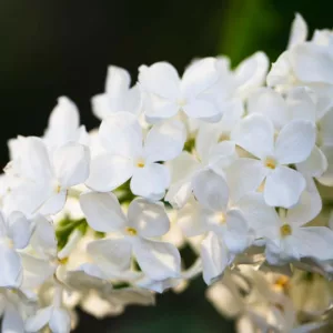Syringa vulgaris 'Avalanche',Syringa 'Avalanche', Lilac 'Avalanche', White lilac, Fragrant Lilac, White Flowers, Fragrant Shrub, Fragrant Tree