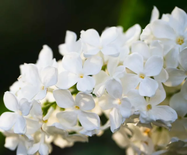 Syringa vulgaris 'Avalanche',Syringa 'Avalanche', Lilac 'Avalanche', White lilac, Fragrant Lilac, White Flowers, Fragrant Shrub, Fragrant Tree