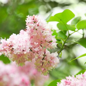 Syringa vulgaris 'Beauty of Moscow',Syringa 'Beauty of Moscow', Lilac 'Beauty of Moscow', White lilac, Fragrant Lilac, White Flowers, Fragrant Shrub, Fragrant Tree