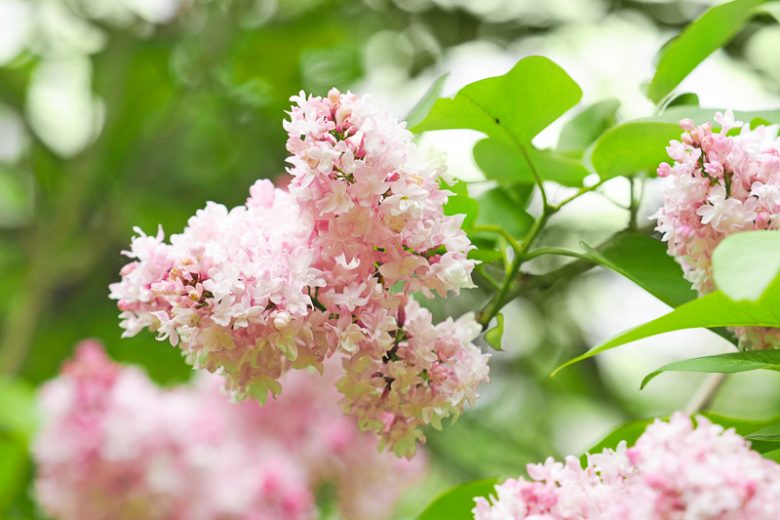 Syringa vulgaris 'Beauty of Moscow',Syringa 'Beauty of Moscow', Lilac 'Beauty of Moscow', White lilac, Fragrant Lilac, White Flowers, Fragrant Shrub, Fragrant Tree