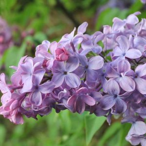 Syringa vulgaris 'Blue Skies',Syringa 'Blue Skies', Lilac 'Blue Skies', French Lilac 'Blue Skies', Syringa vulgaris 'Monore', blue lilac, Fragrant Lilac, blue Flowers, Fragrant Shrub, Fragrant Tree