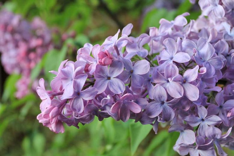 Syringa vulgaris 'Blue Skies',Syringa 'Blue Skies', Lilac 'Blue Skies', French Lilac 'Blue Skies', Syringa vulgaris 'Monore', blue lilac, Fragrant Lilac, blue Flowers, Fragrant Shrub, Fragrant Tree