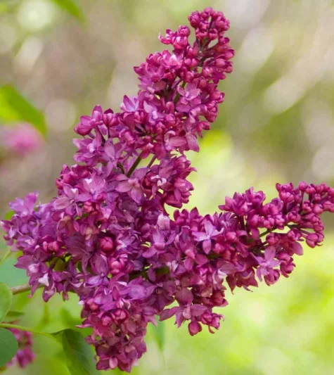 Syringa vulgaris 'Charles Joly',Syringa 'Charles Joly', Lilac 'Charles Joly', Purple lilac, Fragrant Lilac, Purple Flowers, Fragrant Shrub, Fragrant Tree