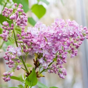Syringa vulgaris 'Katherine Havemeyer',Syringa 'Katherine Havemeyer', Lilac 'Katherine Havemeyer', Lavender lilac, Fragrant Lilac, Lavender Flowers, Fragrant Shrub, Fragrant Tree