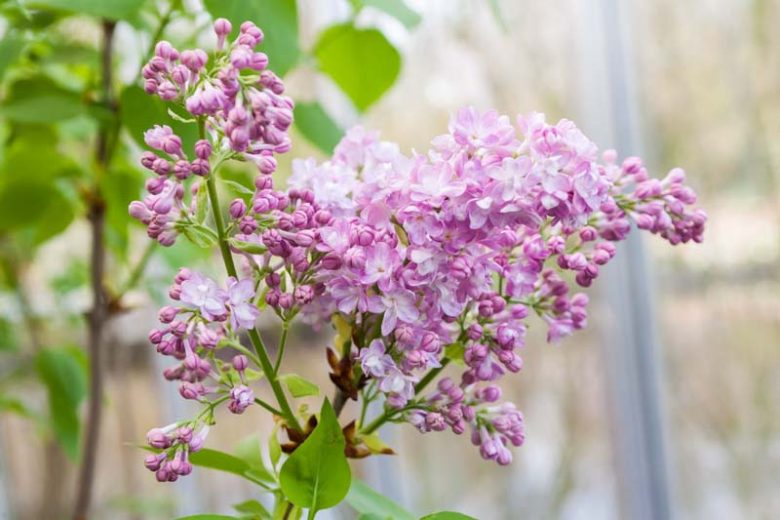 Syringa vulgaris 'Katherine Havemeyer',Syringa 'Katherine Havemeyer', Lilac 'Katherine Havemeyer', Lavender lilac, Fragrant Lilac, Lavender Flowers, Fragrant Shrub, Fragrant Tree